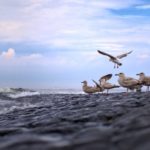 Early bird是什么意思? 如何理解early bird pricing?