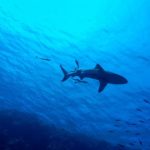 Surfshark这款VPN是哪个国家的？官网地址是什么？每月价格多少钱？